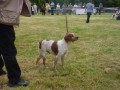 Il cane piu' forte di Francia e anche molto bello credetemi Gatsby du Mas d'Eyraud